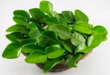 Daun Jeruk Tak Hanya Penyedap Masakan, Ini Potensi Khasiatnya bagi Tubuh