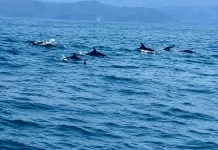 Pesona Teluk Kiluan, Surga Wisata Bahari di Kelumbayan Tanggamus