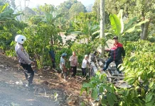 Kehilangan Kendali, Mobil Terguling di Leter S Talang Jawa