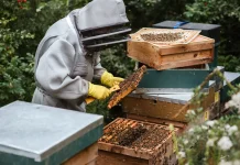 Tren Urban Beekeeping: Budidaya Lebah Klanceng Urban Makin Diminati