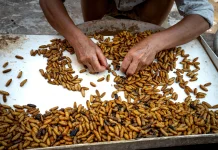 Inovasi Pakan Ternak Berbasis Maggot: Solusi Terjangkau Peternak Lokal