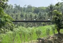 Hampir Seabad, Talang Tua Bumiayu Masih Mengantar Air ke Sawah