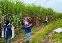Dukung Swasembada Gula, Lampung Kembangkan 13 Ribu Hektare Lahan Tebu