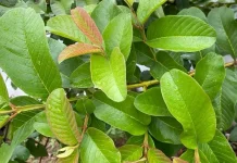 Manfaat Daun Jambu Biji, Tanaman Herbal yang Kaya Senyawa Bioaktif