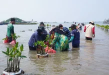 Hari Konservasi Alam, Mitra Bentala Gandeng Perempuan Pesisir Tanam Mangrove