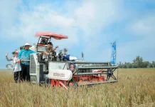 Kementan Apresiasi PM-AAS Lampung, Produktivitas Padi Tembus 11,2 Ton per Hektare