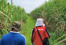Areal Tebu Rakyat Way Kanan Capai 15.557 Hektare, Terluas di Lampung
