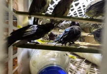 Polisi Gagalkan Penyeludupan 991 Ekor Burung Ilegal di Bakauheni