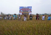 PLN Perkuat Program Listrik Masuk Sawah, Pengairan Pertanian Makin Efisien