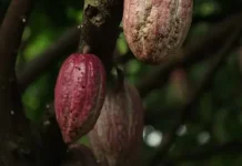Produksi Kakao Lampung Capai 48.110 Ton