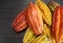 Produktivitas Kakao Lampung Capai 824 Kg per Hektare