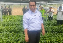 Program 350 Miliar untuk Lampung, Mentan Pastikan Bibit Kopi-Kakao Gratis