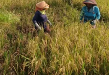 BULOG Sudah Serap Gabah Petani Sebanyak 3,6 Juta Ton