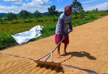 Kemarau Bantu Percepat Penyerapan Gabah oleh BULOG