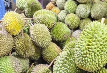 Musim Durian Tiba, Lapak Pedagang Durian Bermunculan di Bandar Lampung