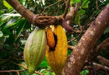 Dinas Perkebunan Lampung Edukasi Petani Kendalikan Hama Kakao