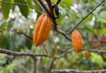 Jaga Produktivitas Kakao, Pemprov Lampung Lampung Dorong Peremajaan Tanaman