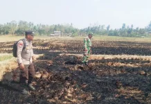 Kebakaran Hanguskan Lahan Satu Hektare di Way Sulan Lampung Selatan