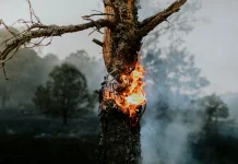 Mengenal Upaya Pencegahan Kebakaran Hutan dan Lahan sejak Dini