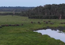 Mengubah Cara Manusia Berhadapan dengan Gajah di Way Kambas