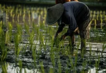 NTP Lampung Agustus 2026 Naik 1,64 Persen, Tembus Indeks 134,81