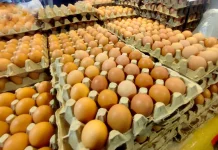 Lampung Surplus Pangan Ternak, Konsumsi Protein Masih Rendah