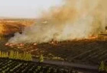 Kebakaran Lahan di Bandarlampung Meningkat Selama Musim Kemarau