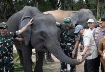 DPRD Lampung Dorong Penguatan Perlindungan Gajah Sumatera di TNWK