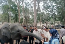 Karhutla TNWK Jadi Sorotan Komisi IV DPR RI, Habitat Gajah Sumatra Harus Dipulihkan