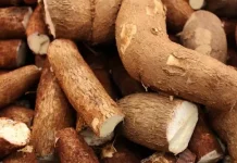 DPRD Lampung Dorong Raperda Hilirisasi Singkong Lindungi Petani