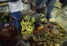 Peluang Emas Bisnis Pisang yang Selalu Laku, dan Menjanjikan Keuntungan