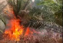 Titik Api di Perkebunan Sawit Penengahan Berhasil Dipadamkan