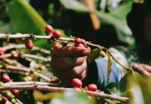Lampung Siapkan Pengembangan Kopi 2.200 Hektare pada 2026