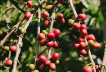 Luas Areal Perkebunan Kopi Lampung Capai 152.527 Hektare