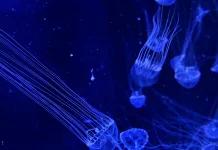 Box Jellyfish, Hewan Laut dengan Racun yang Mematikan