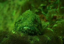 Stonefish, Ikan Unik Dengan Racun yang Berbahaya