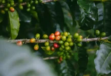 Klon Kopi Lokal Lampung Berpeluang Dikembangkan Jadi Varietas