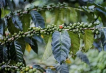 Perawatan Kebun Dorong Produktivitas Kopi Lampung
