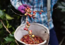 Lampung Mulai Kembangkan Potensi Kopi Arabika