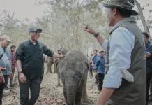Pemprov Lampung Dorong Keseimbangan Konservasi Gajah dan Aktivitas Masyarakat