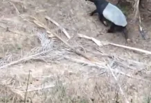 Warga Mesuji Temukan Tapir Dilindungi di Kebun Sawit