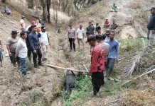 Tapir Mesuji Dievakuasi dan akan Diserahkan ke BKSDA