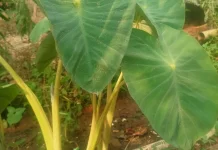 Tips Memasak Sayur Talas agar Tidak Gatal