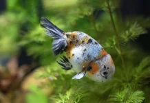 Ranchu Goldfish, Ikan Hias Unik yang Mudah dipelihara