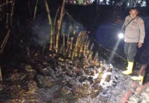 Kebakaran Lahan Kosong di Metro Utara Berhasil Dipadamkan, Warga Diimbau Waspada