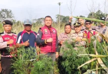 Satresnarkoba Polres Lampung Barat Temukan Diduga Tanaman Ganja