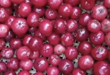 Loba- lobi Buah Asam yang Berkhasiat