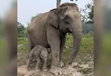 Gajah Sumatra Lisa Melahirkan Anak Jantan di Riau