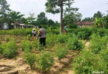 Ketahanan Pangan Bhabinkamtibmas Polsek Mesuji Timur Monitoring Lahan Warga