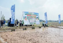 Gerakan Tanam Padi PM-AAS, Pemprov Lampung Perkuat Pertanian Modern